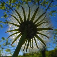 Dandelion Sun